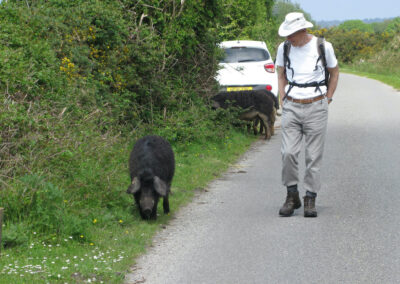 Photo of walker passing a group of wild pigs near Scotland Farm – May 8, 2024