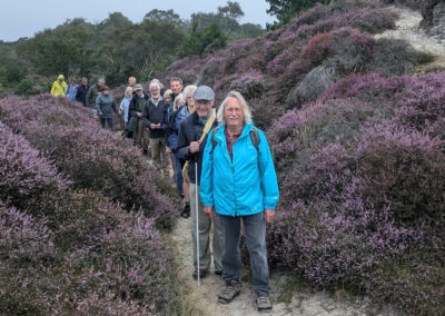 Photo of walking group on heather clad dunes at Studland Heath – August 15, 2024