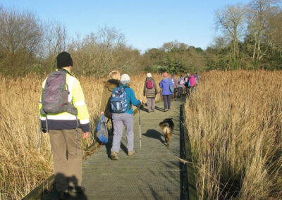 Photo of walkers crossing reed beds on a boardwalk – January 11, 2025